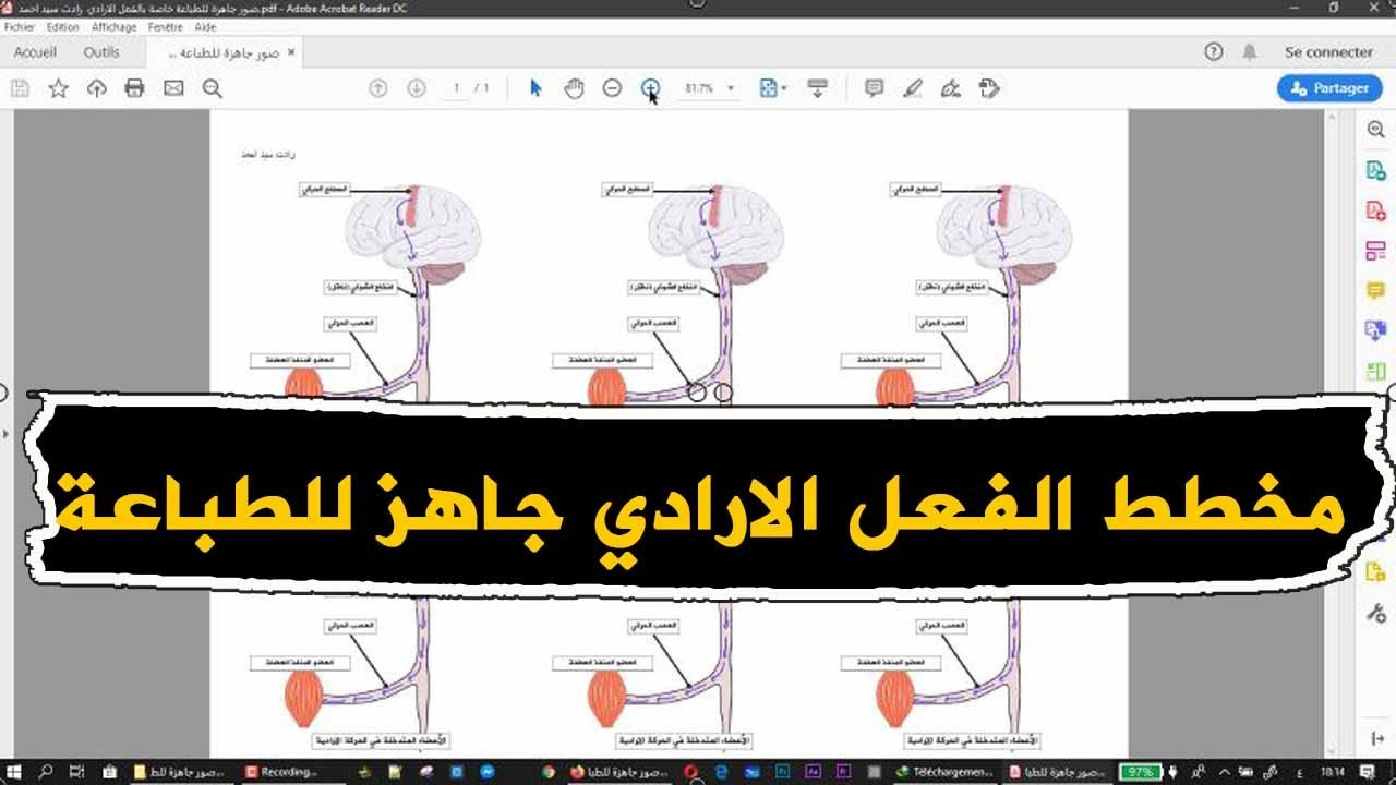 صور لمخطط الفعل الارادي جاهز للطباعة علوم طبيعية للسنة الرابعة متوسط