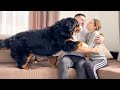 My Funny Bernese Mountain Dog is Jealous of Me When I Hug My Wife