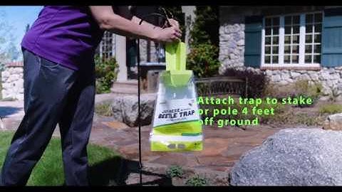 How to use the RESCUE! Japanese Beetle Trap