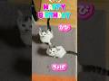 びびちょぱ4歳の誕生日おめでとう🎂 #びびちょぱ #誕生日 #Happy birthday❣️ #cats #ネコ #ねこ