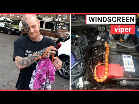 Man takes car apart to retrieve a snake | SWNS TV