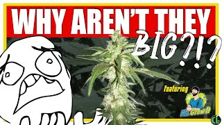 6 REASONS YOUR BUDS AREN'T BIGGER (featuring Mr. Grow It)