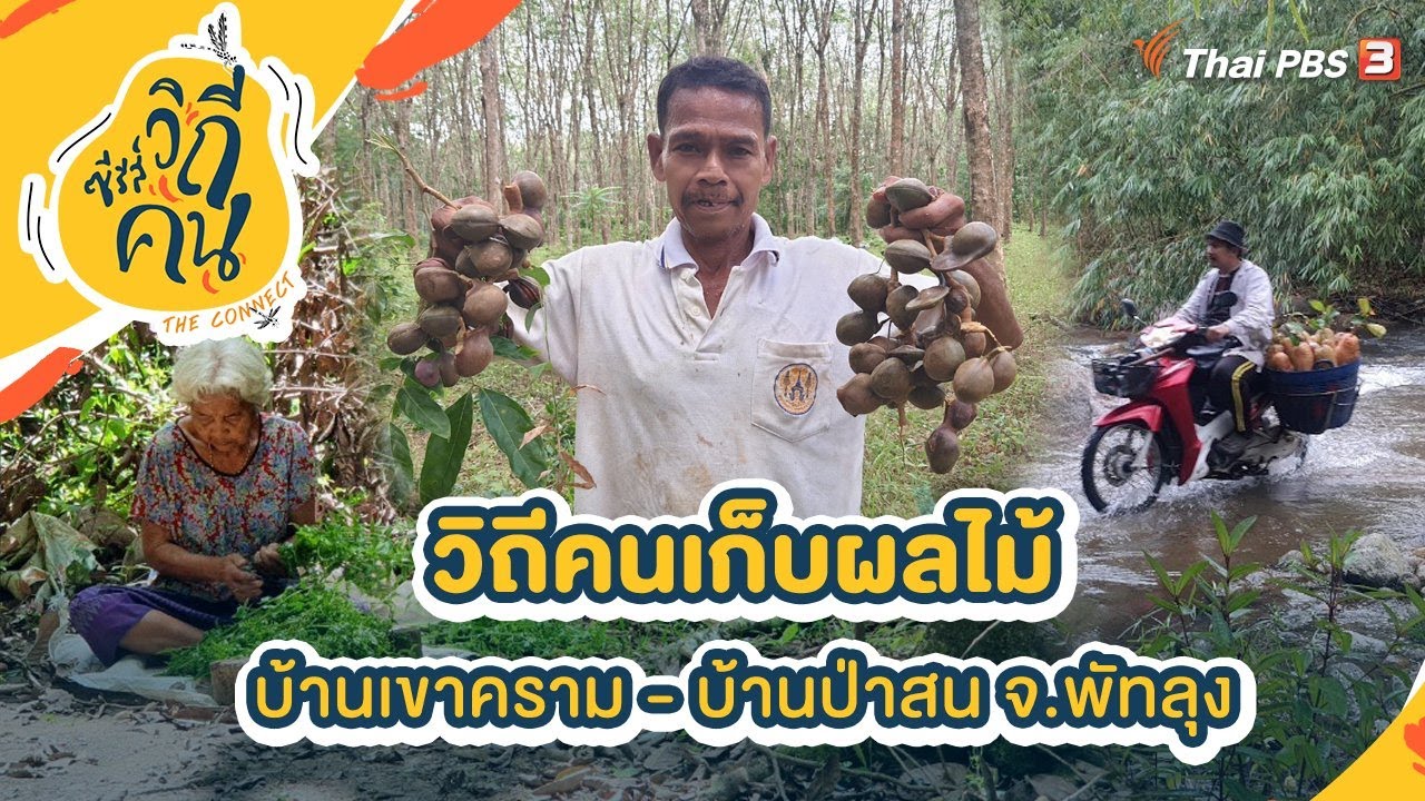 วิถีคนเก็บผลไม้ บ้านเขาคราม - บ้านป่าสน อ.ศรีนครินทร์ จ.พัทลุง | ซีรีส์วิถีคน