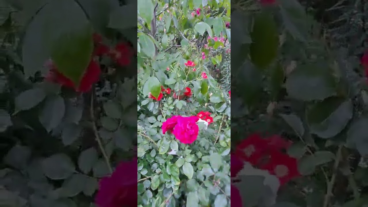 Штамб Пасодобль