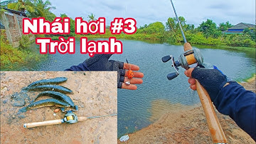 Câu Cá Lóc Lure Cá Lóc Bằng Nhái Hơi P3. Trời Lạnh Gặp bầy Cá Lóc Đồng Thái Lan | Đại Ngáo Vlog