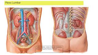 Lumbar plexus.
