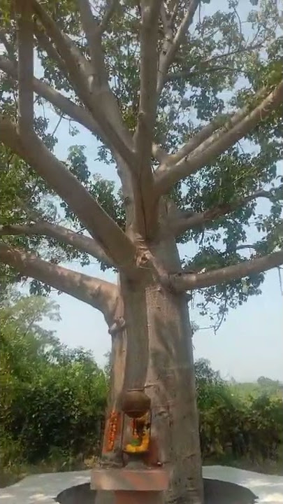 Kalpvriksh Tree Kesla Itarsi. Madhya Pradesh. #kalpvriksh #satpura