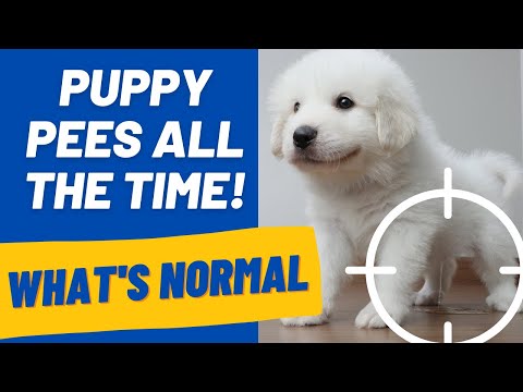 Video: Štúdia zistí, malé psy 