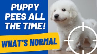 Puppy Pees All The Time: 5 minutes, 10 minutes, constantly by Geoff Boileau 13,797 views 2 years ago 7 minutes, 27 seconds
