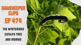 GK Clips 474 | The Mysterious Catalpa Tree and Worms