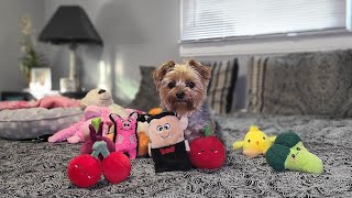 видео: Уморительная вечеринка по случаю пробуждения Райли🎉🐶 Лай, летающие игрушки и просто умиление! #йо... картинка: Уморительная вечеринка по случаю пробуждения Райли🎉🐶 Лай, летающие игрушки и просто умиление! #йо...