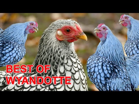 Video: Den Silver Laced Wyandotte Kylling