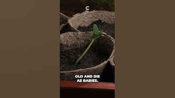 Loopt de tijd ergens in het universum terug? #Kosmowetenschap #Wetenschap #tijd #universum #ruimte