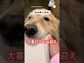 帰宅した瞬間、喜びが大爆発したゴールデン　　　#ゴールデンレトリバー　#大型犬　#犬　#可愛い犬　#犬のいる暮らし