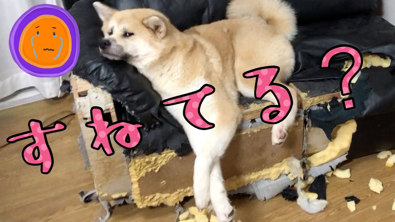 改心した やんちゃな秋田犬 じぶんが破壊したソファで突然反省モードに いぬのきもちweb Magazine