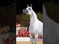 At 🐎 atlar 🐎 شاعر خيل عربي تركي فرسان زمان في ليوم