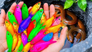 Great Catch Beautiful Aquarium Fish In Giant Colorful Eggs, Glowfish,Turtle, Betta Fish