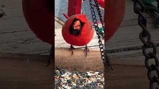 Cardinal ❤️Having His lunch snack ~ March 1,2024