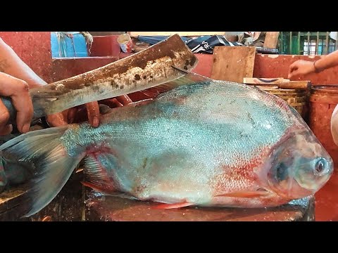 Video: Piranha Fish - Zanimivosti - Alternativni Pogled