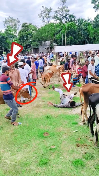 The cow gave the cow to the brother. 🤣 #super #funny #youtube #short #trending #video #for #everyone