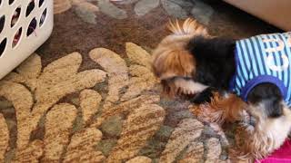 savage yorkie destroys laundry basket by Agent the teacup Yorkie 331 views 6 years ago 9 minutes, 2 seconds