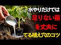 この秘訣ひとつで、トマト・キュウリ・唐辛子が病気知らずに育つ ぐんぐん成長し、収穫量まで大幅アップする驚きの方法とは。| 空海の教え
