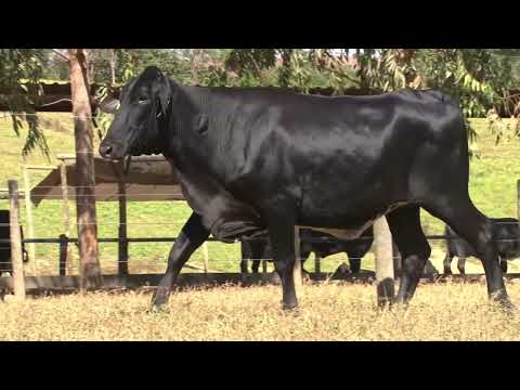 LOTE 26   FAZENDA OLHOS DÁGUA   0331