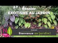 Donnez une touche dexotisme  votre jardin  choix et conseils par nos experts patrick et roland