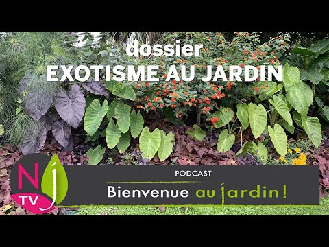 Vidéo: Qu'est-ce qu'une plante à papier de riz ? En savoir plus sur la culture de plantes à papier de riz dans les jardins