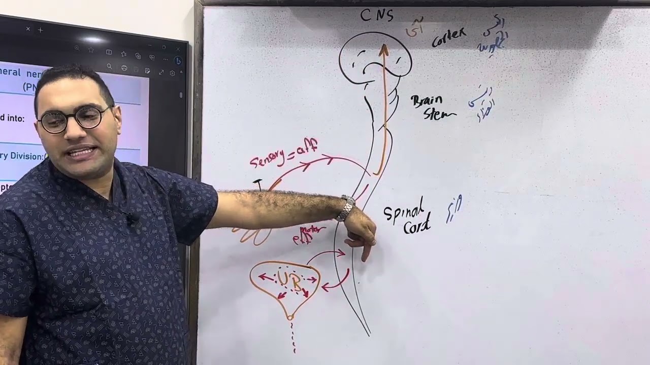 CNS Introduction Revision part-1 (مراجعة دورية)