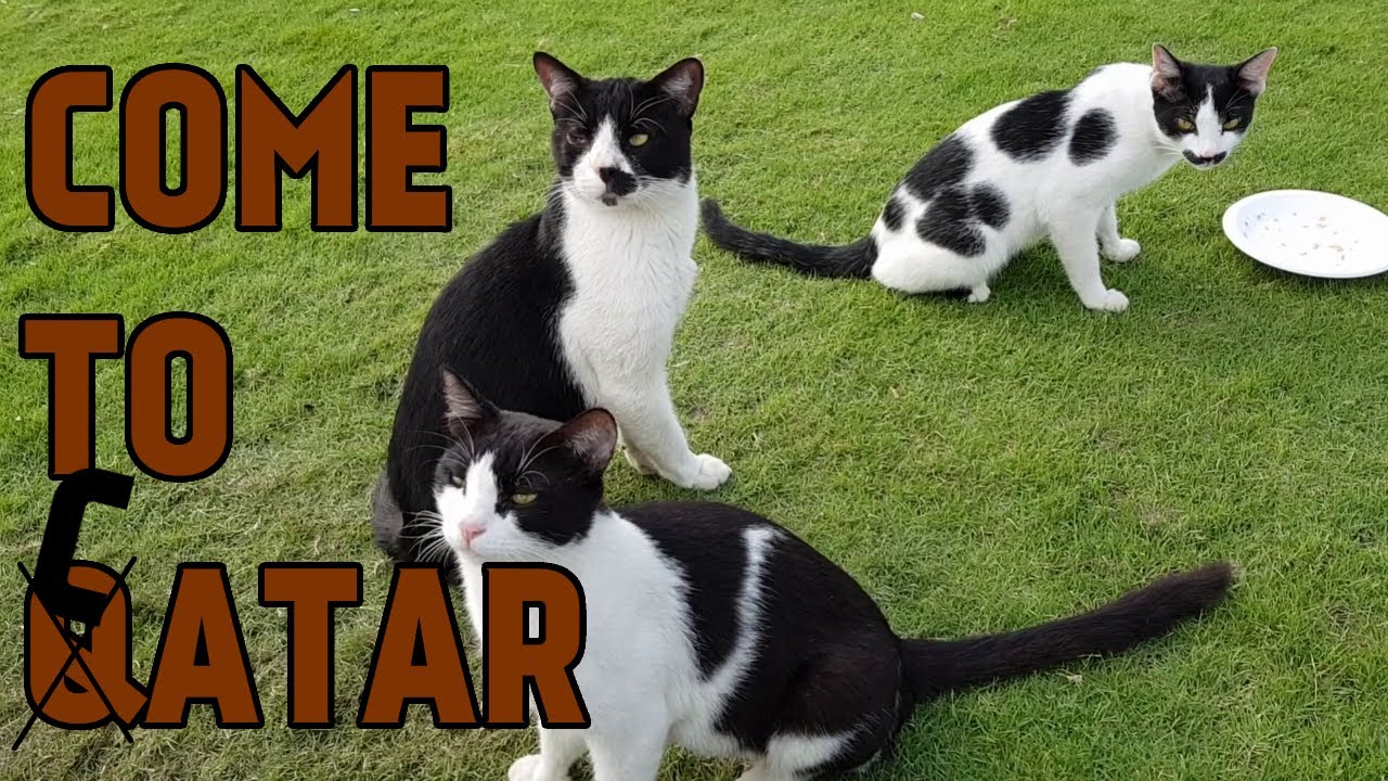 Cats of Qatar (Middle East Finale!) YouTube