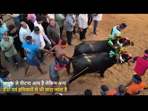 कंबला दौड़ों के पीछे की हिंसा: PETA इंडिया की कंबला 2025–2026 पर जाँच