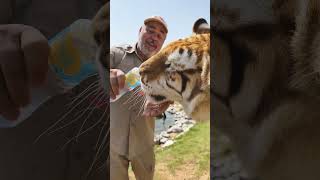 Hand Feeding This Tiger Was Epic🤯😅