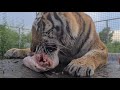 АСМР Тигры Кушают / ASMR Tigers are eating