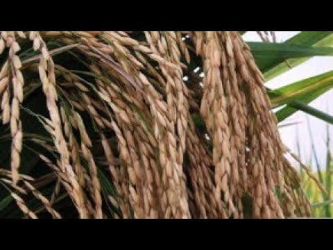 Deskripsi Varietas Padi Lengkap Dengan Foto Per Tanaman|Standing Crop Paddy