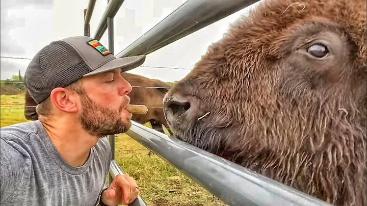 The Big Herd Pushed Her Away...Special Treatment F...