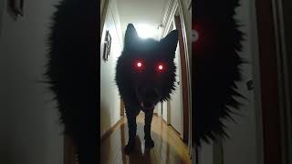 Okuri-Inu Appeared in a Real Home 😳 (AI Animal Video)