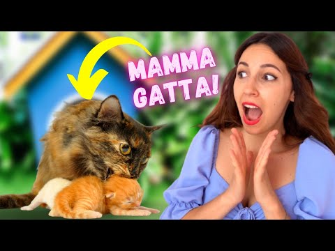 Video: Ai gattini manca la loro mamma?