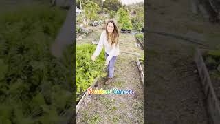 Harvesting Rainbow Carrots | #shorts