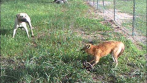 fox in trap vs unknown  dog