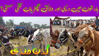 Cholistani Sahiwal Bachrian Cow For Sale/Price Update/Luddan Mandi/Bachri/Farming/Luddan Mandi.PK