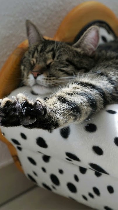 how-long-do-cats-sleep-in-24-hours-shorts-cat-youtube