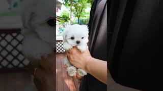 lovely maltese puppies #teacuppuppies #puppies #puppy #maltese #maltesedog