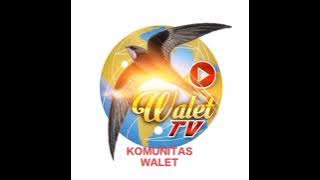 Walet tv Suara tariknya joss