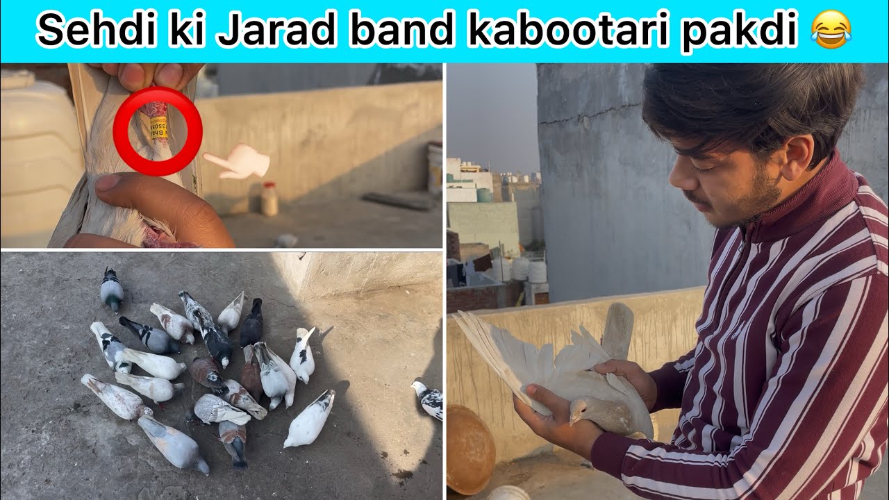 Aaj ka shikar Sehdi ka kabootar Pakda❤️‍🔥