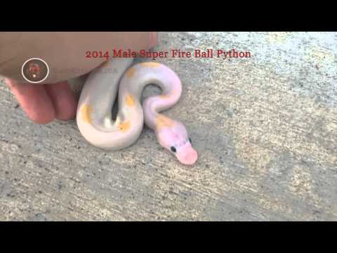 2014 Male Super Fire Ball Python