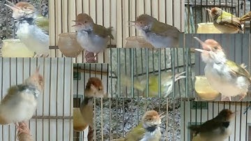 10 variasi tembakan prenjak lumut jantan