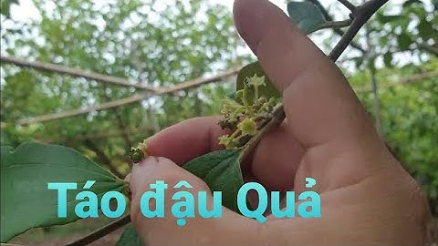 Táo Vạc Gốc Có Hoa Chưa Và Chăm Thúc Táo Quả l Núi Đồi Lục Ngạn