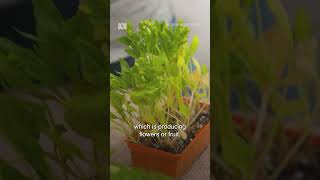 When You Shouldnt Try To Save Your Plant | Gardening Australia