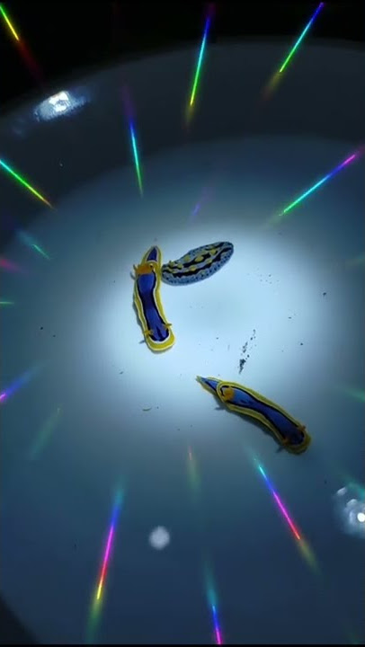 Download lagu nudibranch species
